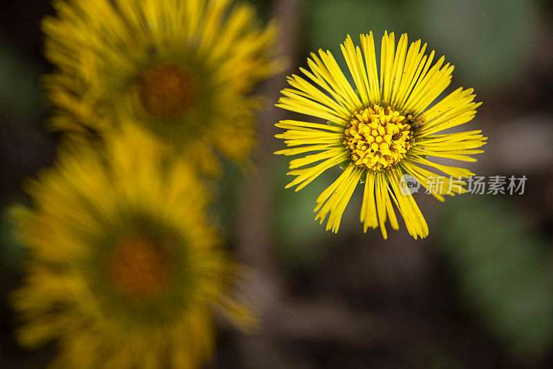 菊花(Tussilago farfara)花